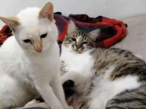 Gato raça SRD-ViraLata idade 7 a 11 meses nome Nino/Gui