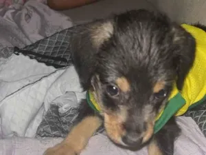 Cachorro raça SRD-ViraLata idade Abaixo de 2 meses nome Nick