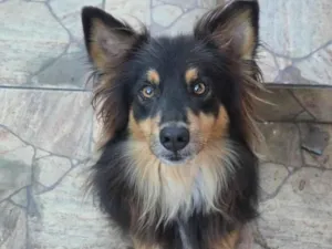 Cachorro raça SRD-ViraLata idade 6 ou mais anos nome Boris