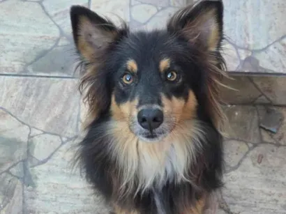 Cachorro raça SRD-ViraLata idade 6 ou mais anos nome Boris