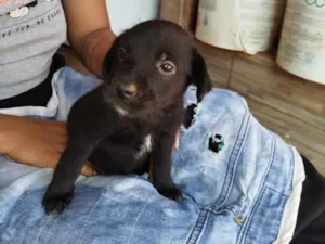 Cachorro raça SRD-ViraLata idade Abaixo de 2 meses nome filhotes 