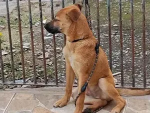 Cachorro raça SRD-ViraLata idade 2 a 6 meses nome skay