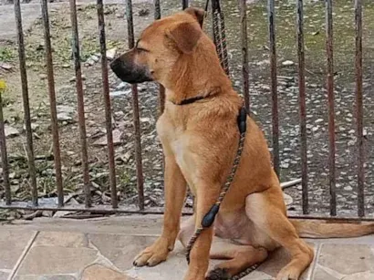 Cachorro raça SRD-ViraLata idade 2 a 6 meses nome skay
