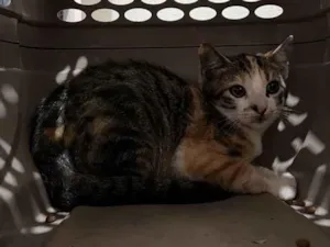 Gato raça SRD-ViraLata idade 2 a 6 meses nome Nome a definir