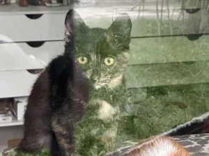 Gato raça SRD-ViraLata idade 2 a 6 meses nome Nome a definir
