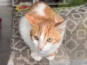 Gato raça SRD-ViraLata idade 2 a 6 meses nome Nome a definir 