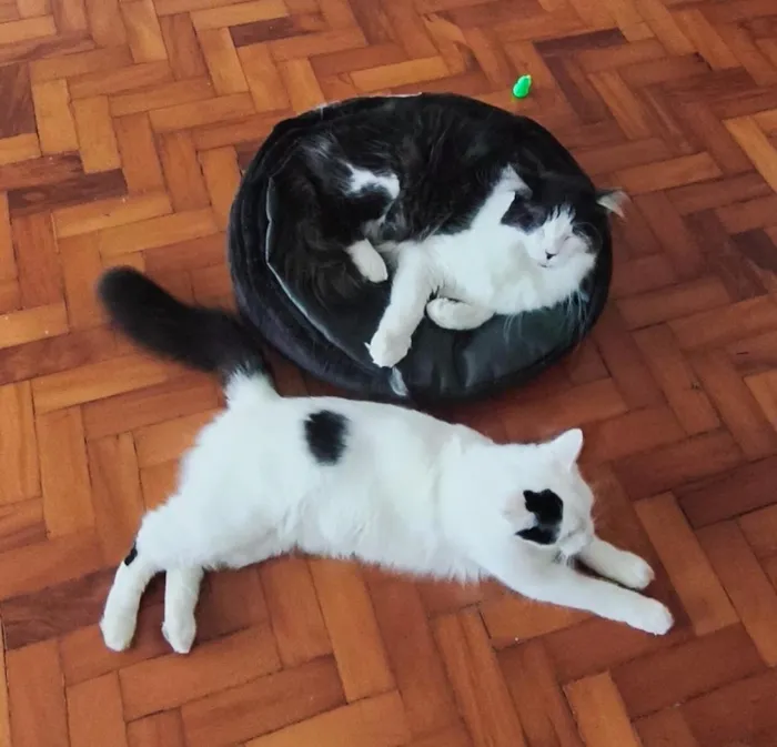 Gato raça SRD-ViraLata idade 5 anos nome Sem nome