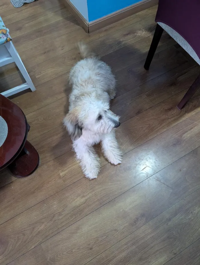 Cachorro raça Maltês idade 7 a 11 meses nome Valentina 