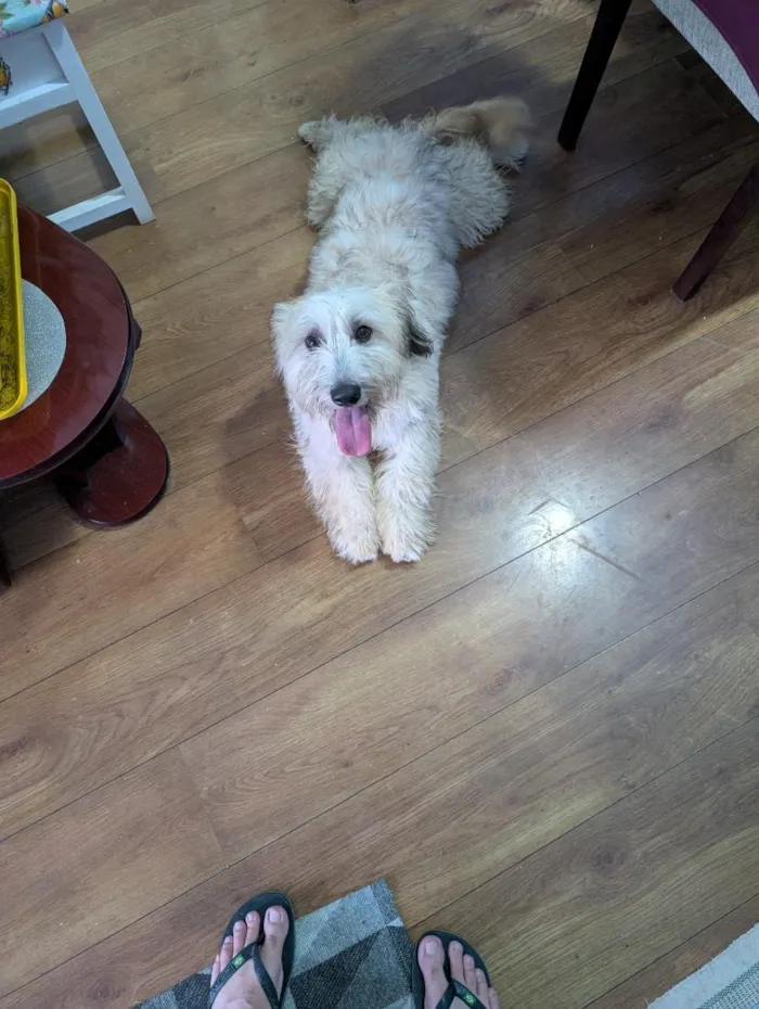Cachorro raça Maltês idade 7 a 11 meses nome Valentina 