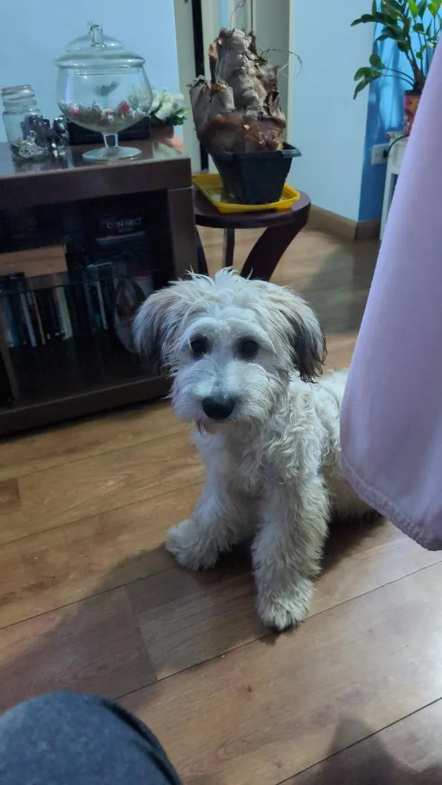 Cachorro raça Maltês idade 7 a 11 meses nome Valentina 