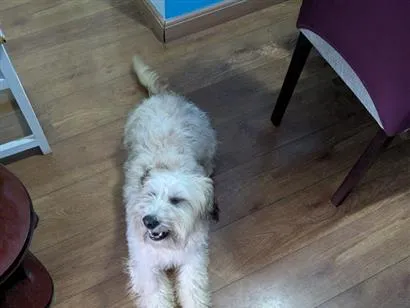 Cachorro raça Maltês idade 7 a 11 meses nome Valentina 