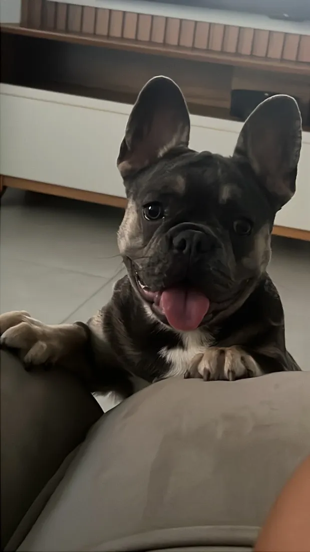 Cachorro raça Boxer idade 2 a 6 meses nome Serena