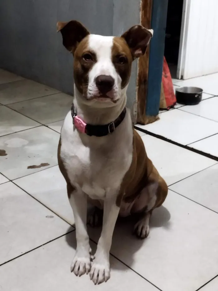 Cachorro raça Pit-Bull idade 4 anos nome Kiara