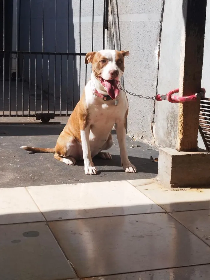 Cachorro raça Pit-Bull idade 4 anos nome Kiara