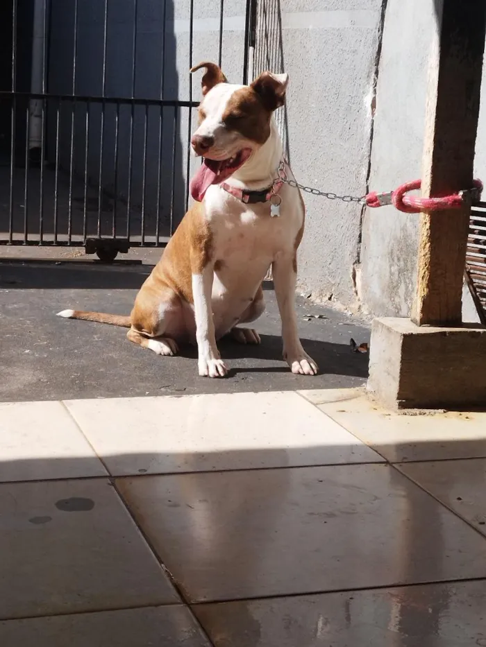 Cachorro raça Pit-Bull idade 4 anos nome Kiara