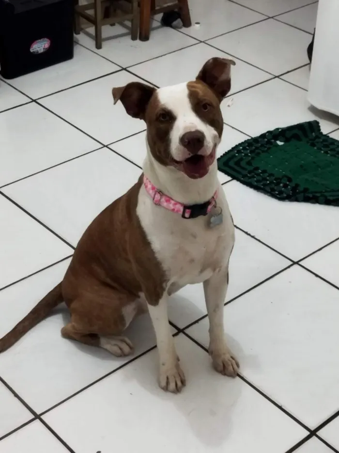 Cachorro raça Pit-Bull idade 4 anos nome Kiara