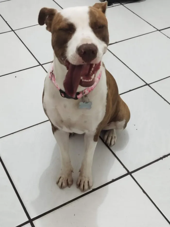 Cachorro raça Pit-Bull idade 4 anos nome Kiara