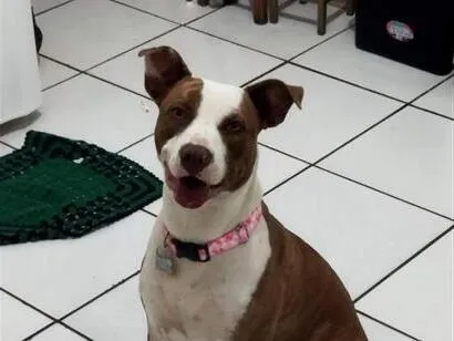 Cachorro raça Pit-Bull idade 4 anos nome Kiara