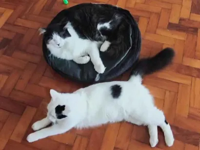 Gato raça SRD-ViraLata idade 5 anos nome Sem nome