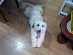 Cachorro raça Maltês idade 7 a 11 meses nome Valentina 
