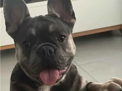 Cachorro raça Boxer idade 2 a 6 meses nome Serena