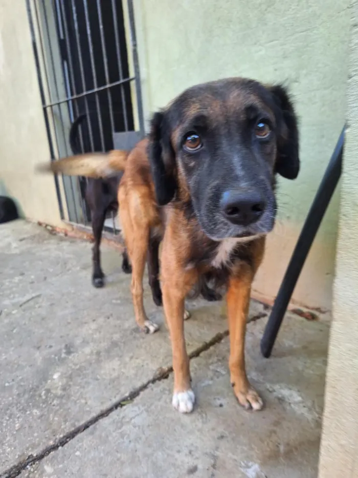 Cachorro raça SRD-ViraLata idade 5 anos nome Toya