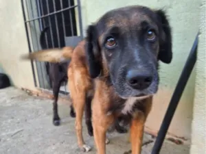 Cachorro raça SRD-ViraLata idade 5 anos nome Toya