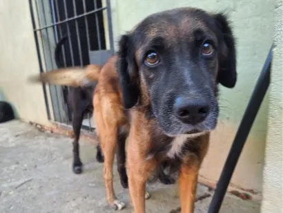 Cachorro raça SRD-ViraLata idade 5 anos nome Toya