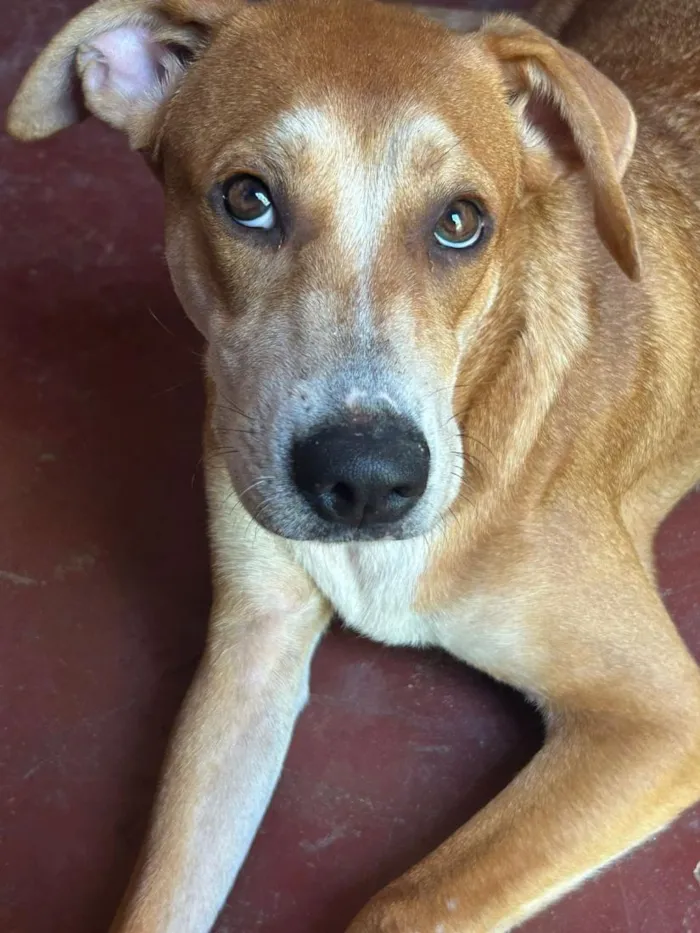 Cachorro raça SRD-ViraLata idade 7 a 11 meses nome maya