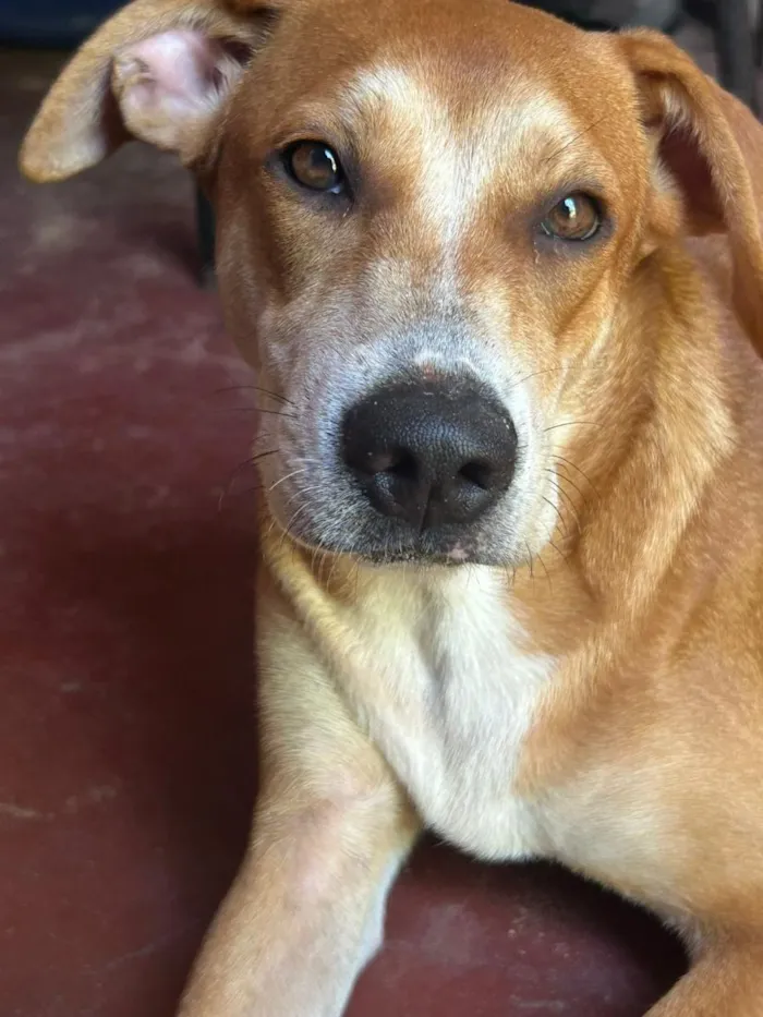 Cachorro raça SRD-ViraLata idade 7 a 11 meses nome maya