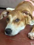 maya