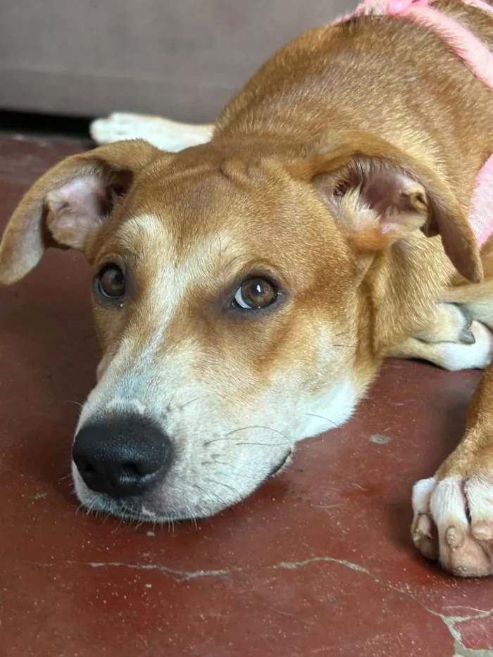 Cachorro raça SRD-ViraLata idade 7 a 11 meses nome maya