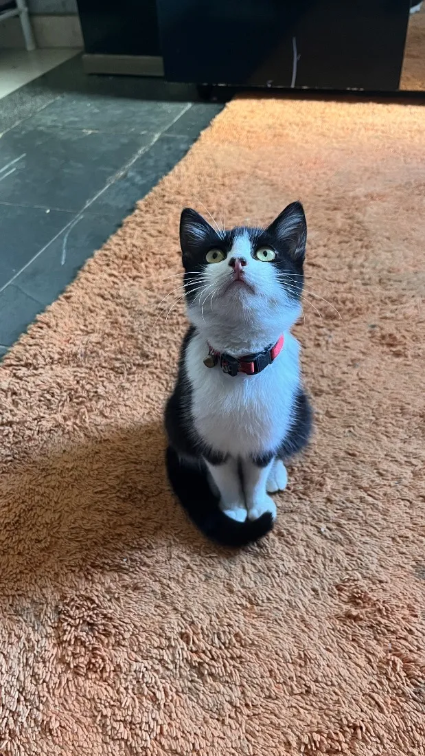 Gato raça SRD-ViraLata idade 2 a 6 meses nome Linda,vitanni