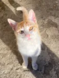 Linda,vitanni