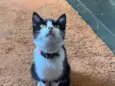 Linda,vitanni