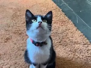 Gato raça SRD-ViraLata idade 2 a 6 meses nome Linda,vitanni
