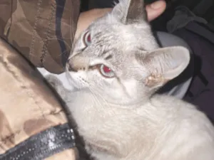 Gato raça Siamês idade 2 a 6 meses nome luna e lunar