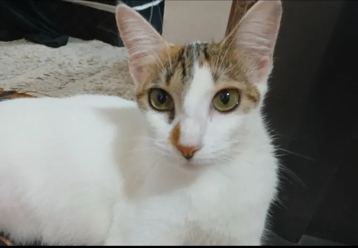 Gato raça  idade 2 anos nome Nick Max 