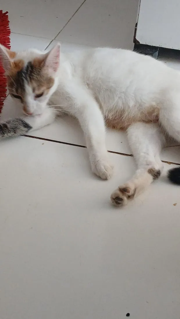Gato raça  idade 2 anos nome Nick Max 