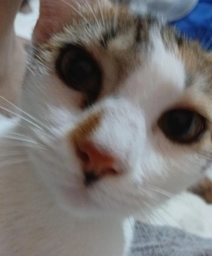Gato raça  idade 2 anos nome Nick Max 