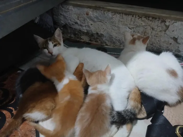 Gato raça  idade 2 anos nome Nick Max 