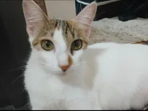Gato raça  idade 2 anos nome Nick Max 