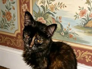 Gato raça SRD-ViraLata idade 7 a 11 meses nome Alice