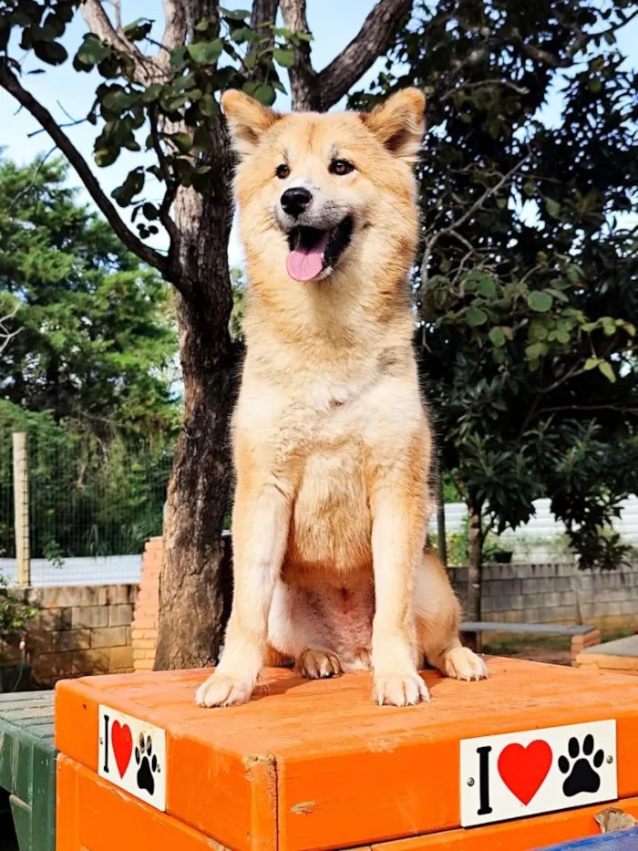 Cachorro raça SRD-ViraLata idade 1 ano nome Catarina