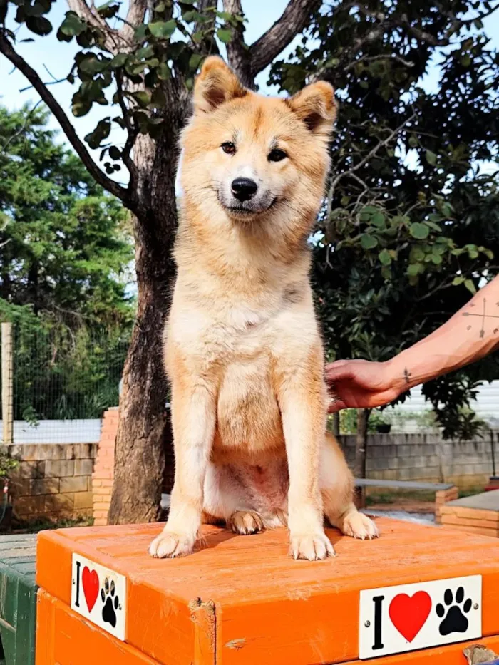 Cachorro raça SRD-ViraLata idade 1 ano nome Catarina