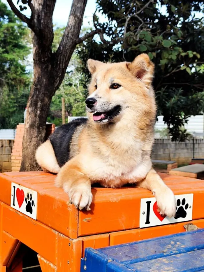 Cachorro raça SRD-ViraLata idade 1 ano nome Catarina