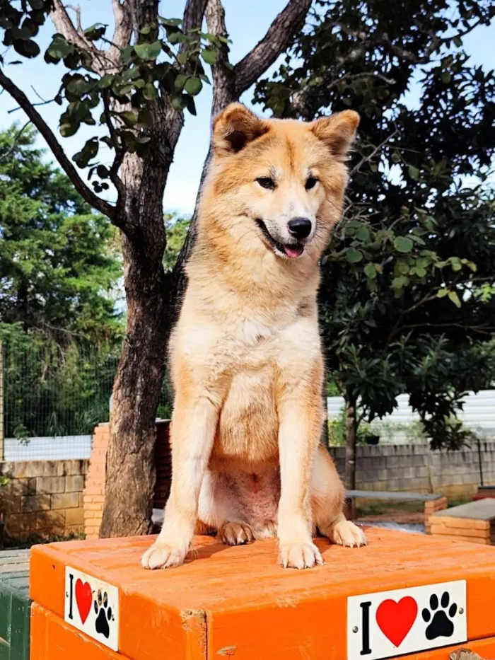 Cachorro raça SRD-ViraLata idade 1 ano nome Catarina