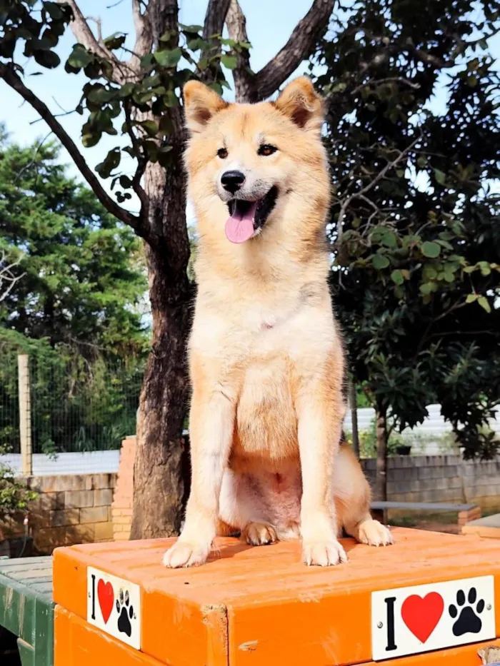 Cachorro raça SRD-ViraLata idade 1 ano nome Catarina