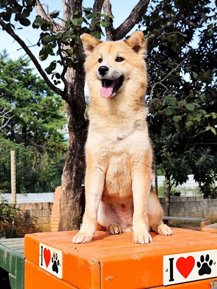 Cachorro raça SRD-ViraLata idade 1 ano nome Catarina