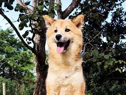 Cachorro raça SRD-ViraLata idade 1 ano nome Catarina